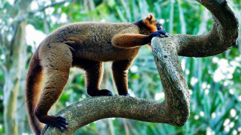 Beauty of Madagascar